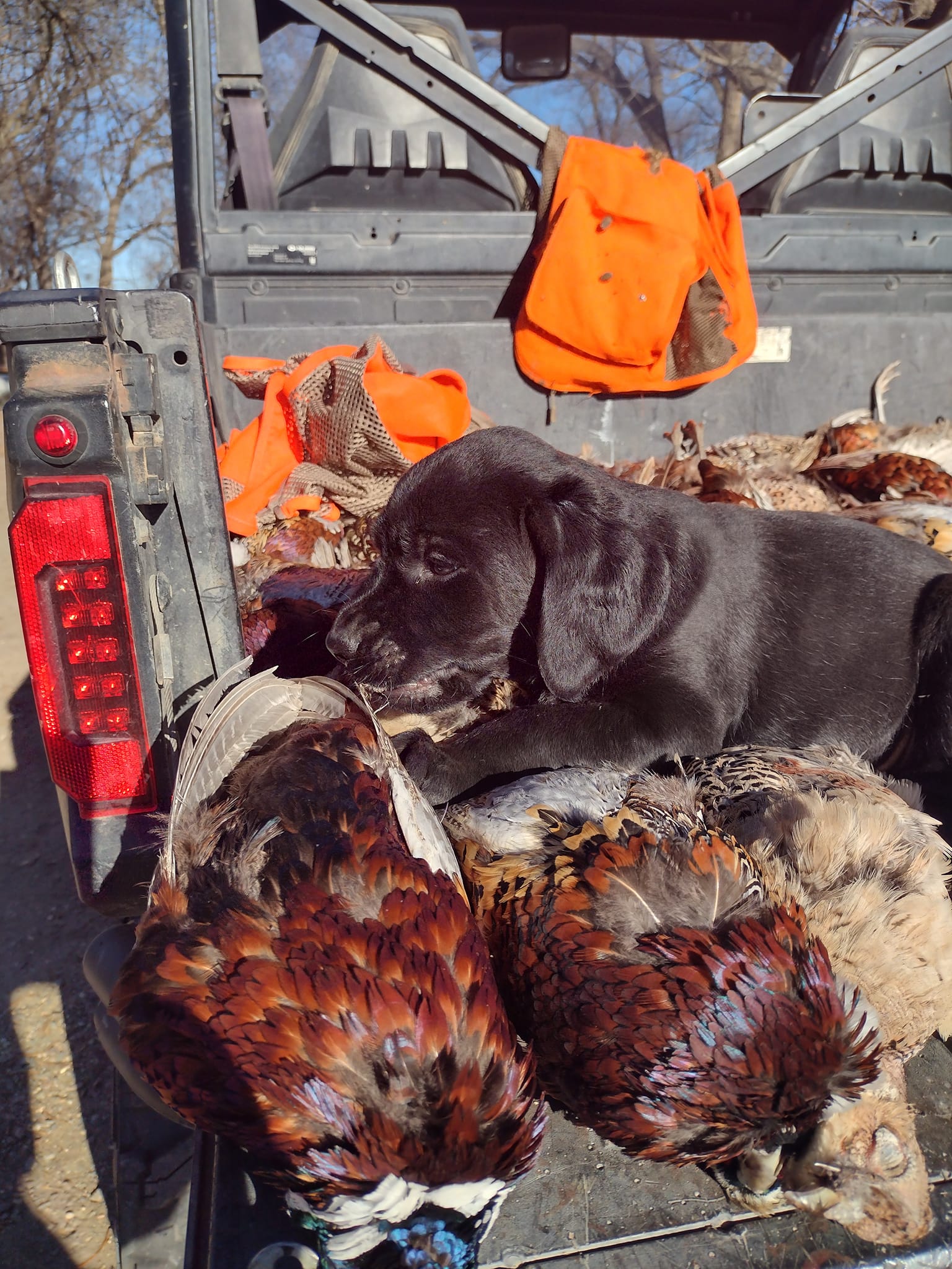 Puppy with pheasants